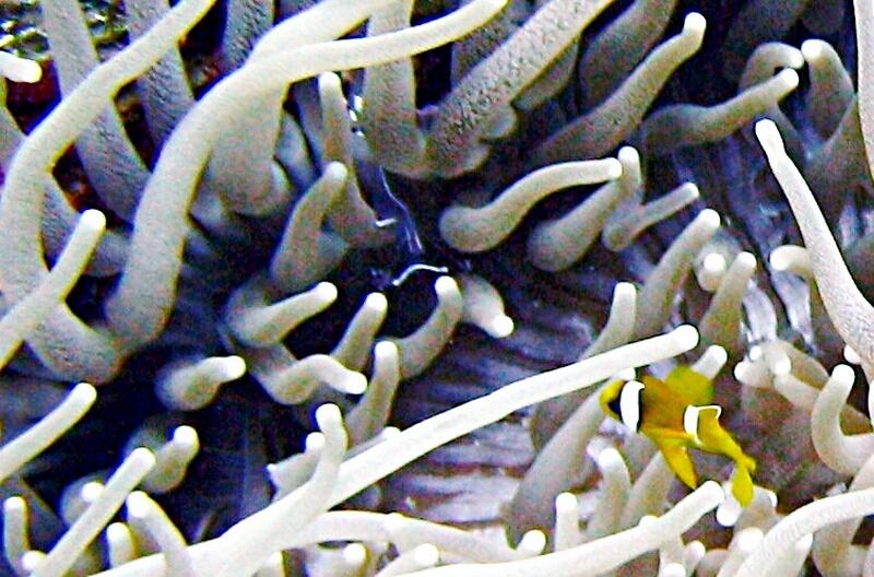 Baby Red Sea Anemonefish