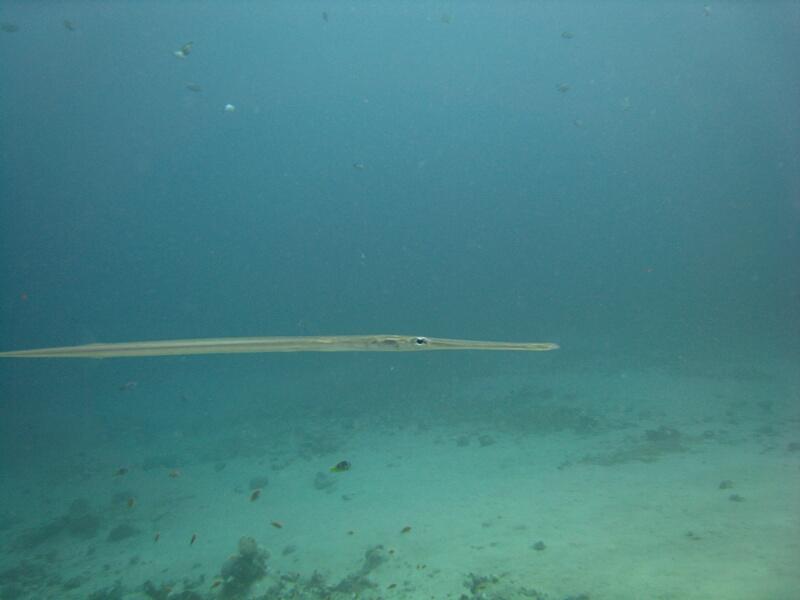 Cornetfish