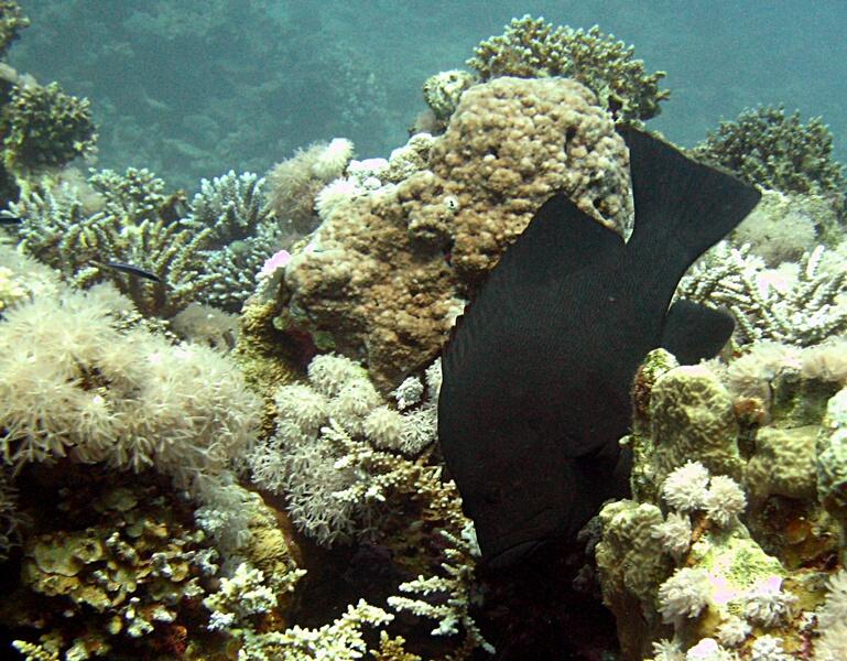 Brownspotted Grouper