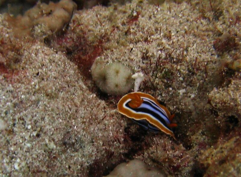 Four Colour Chromodoris