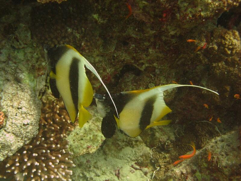 Pair of Bannerfish