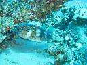 Common Porcupinefish