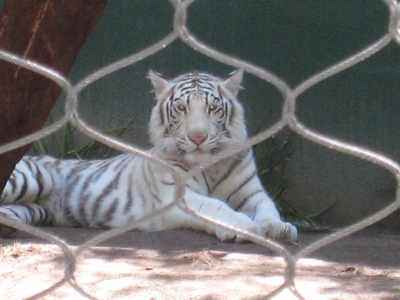 Tigers in Siegfried and Roy's Secret Garden