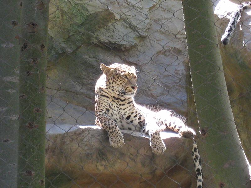 Leopard in Siegfried and Roy's Secret Garden
