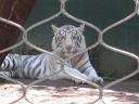 Tigers in Siegfried and Roy's Secret Garden