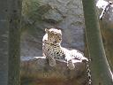 Leopard in Siegfried and Roy's Secret Garden